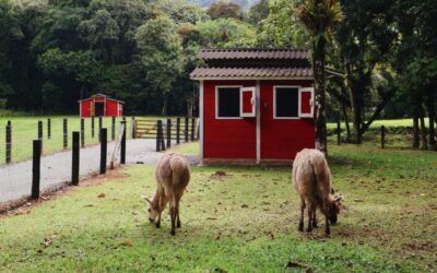 Imagens do Recanto Serrinha - Passeios rurais em Joinville - guia jlle SC 0001 Recanto serrinha - Passeio rural em Joinville