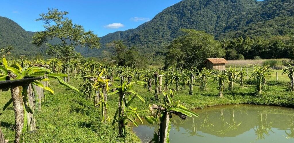 Imagens do Vale das Pitaias - Passeios rurais em Joinville - guia jlle SC 0001 Vale das Pitaias na Estrada Dona Francisca - Pitaia em Joinville