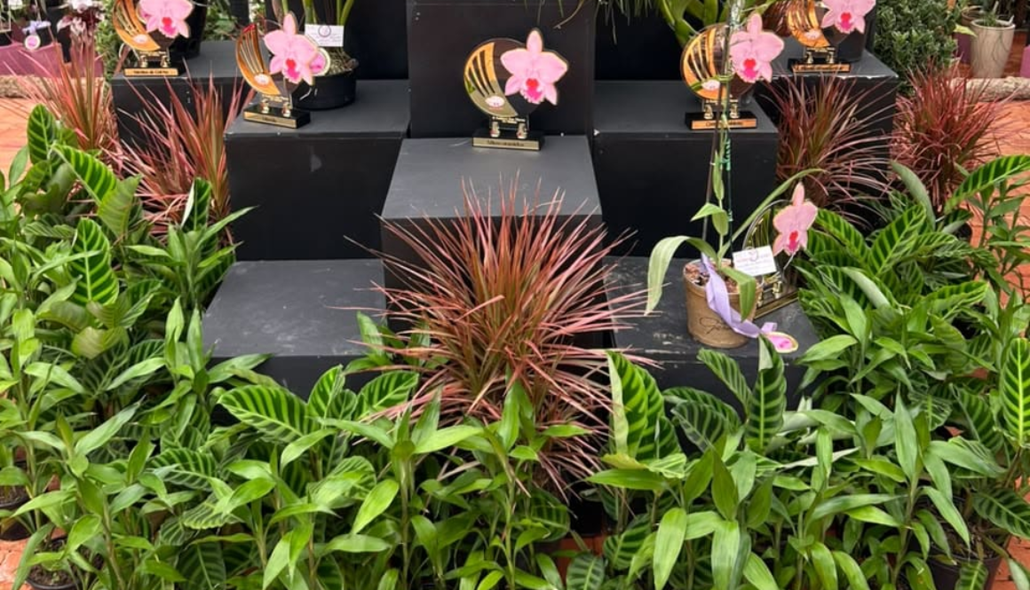 Festival das Flores da Primavera de Joinville 2026