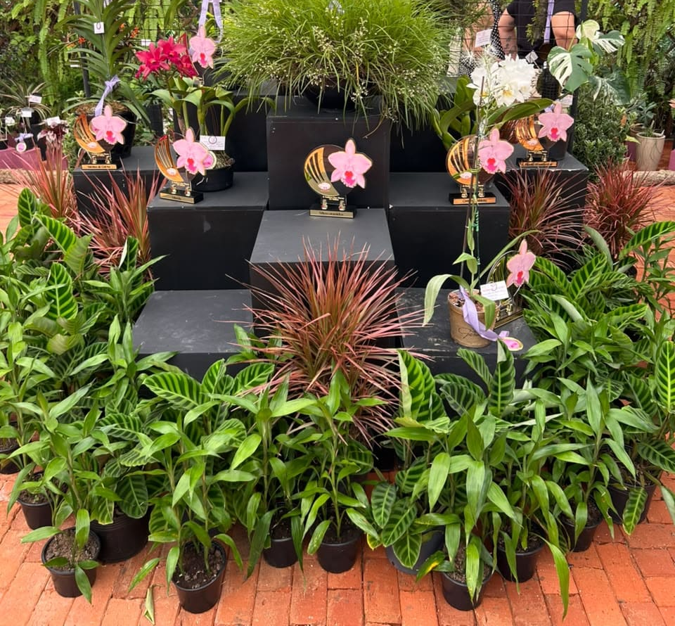 1 Festival das Flores da Primavera de Joinville 2026